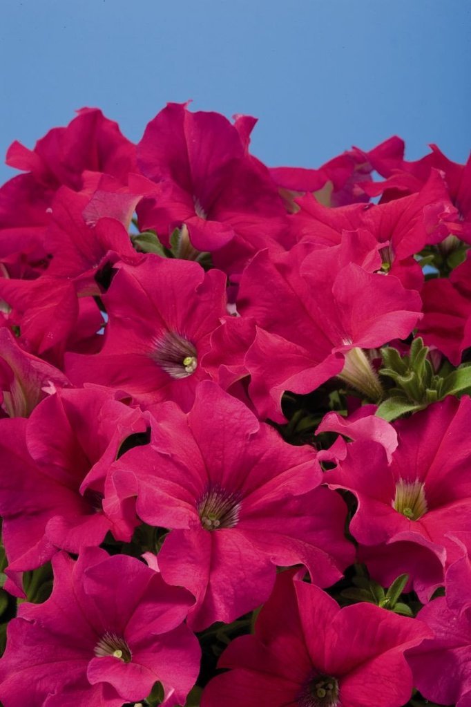 50 Pelleted Aladdin Cherry Petunia Seeds