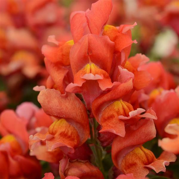Snapdragon Seeds 50 Pelleted Seeds Snapdragon Snapshot Orange