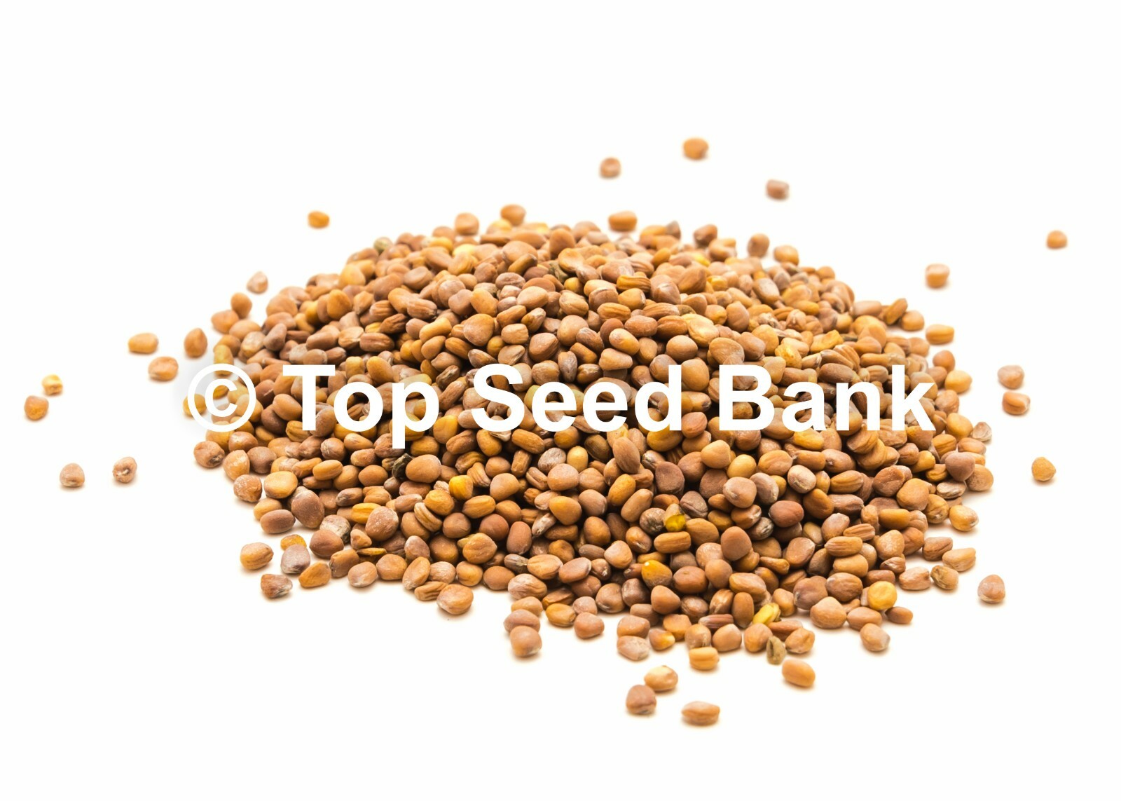 200+ French Breakfast Radish seeds, 24 days + Free GIFT | Fast, Easy to Grow