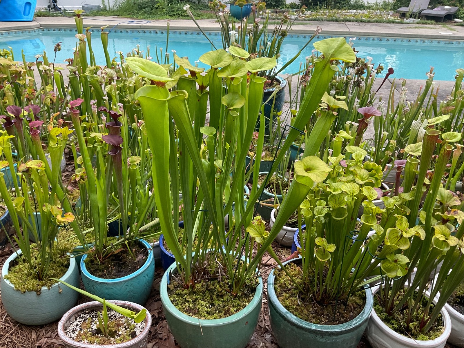 Sarracenia Pitcher Plant Seeds-100+ Maxsea Plant Food