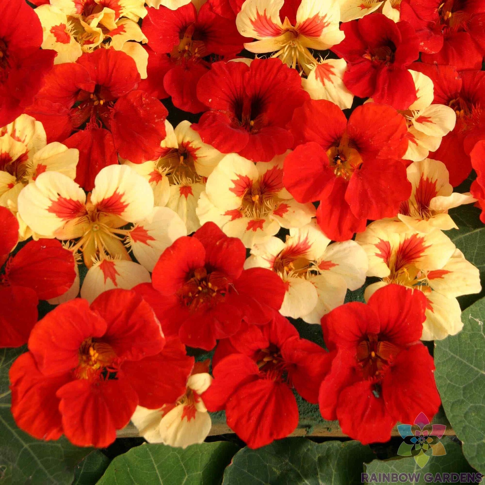 50+ Strawberry Cream Nasturtium Seeds for Garden Planting – USA – FAST SHIPPING!