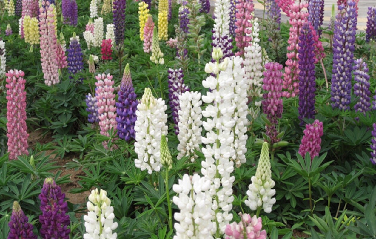 20 SEEDS purple violet LUPINE lupin flower exotic garden bed plant USA Seller