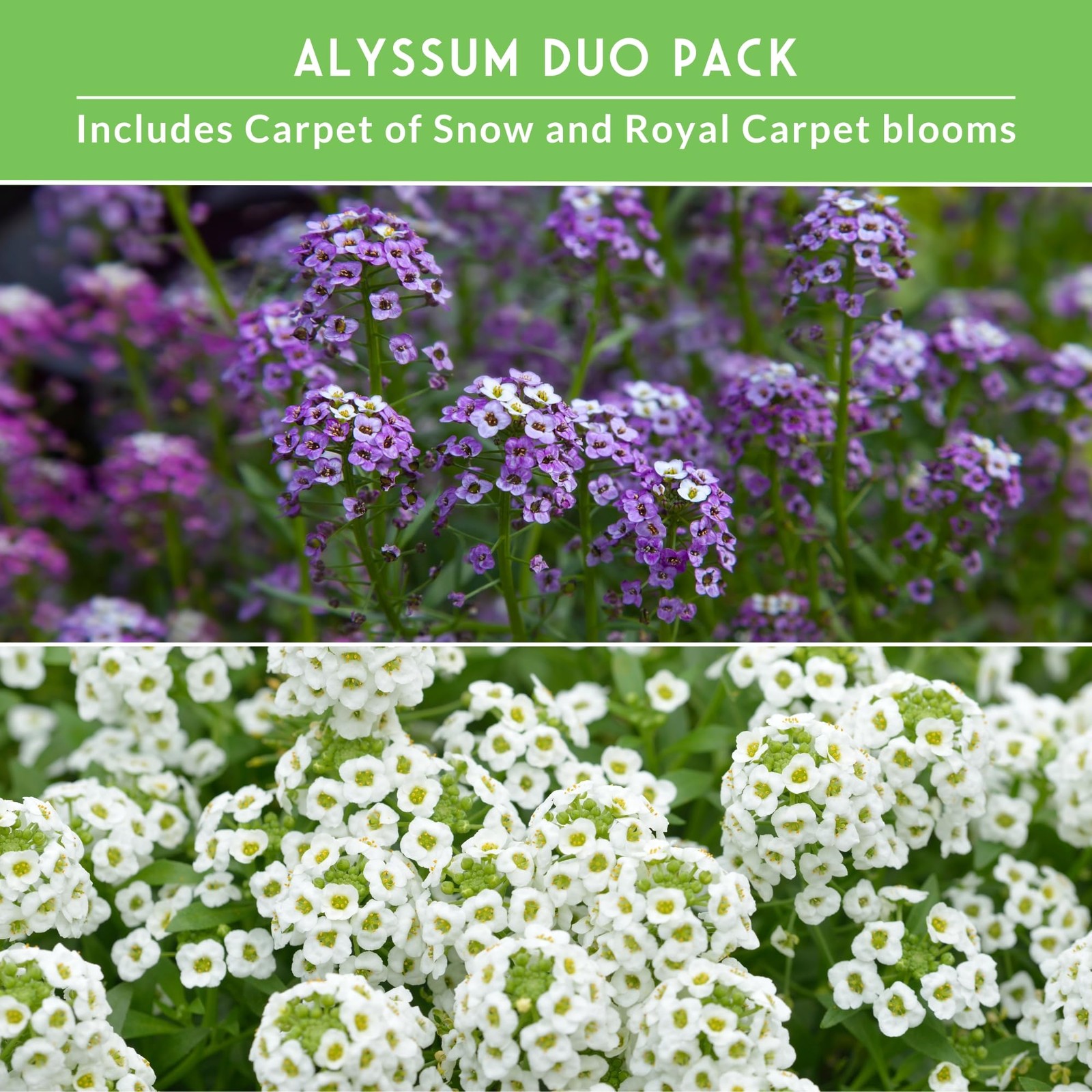 Alyssum Seeds for Planting – 2 Varieties | Purple Royal Carpet & White Carpet…