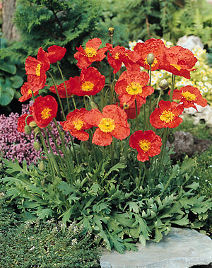 Papaver nudicale Solar Flare Orange 500 seeds