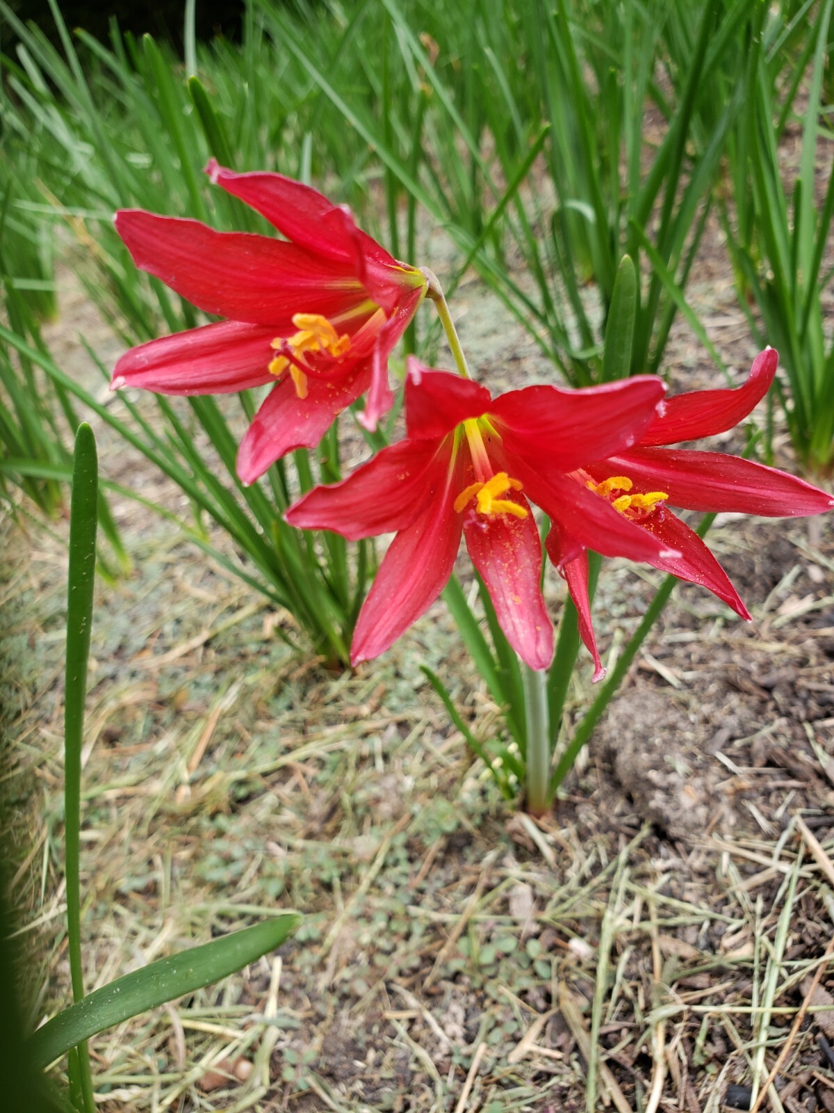 Oxblood Lily Bulbs Lilies Rain Schoolhouse Hurricane Rhodophiala bifida