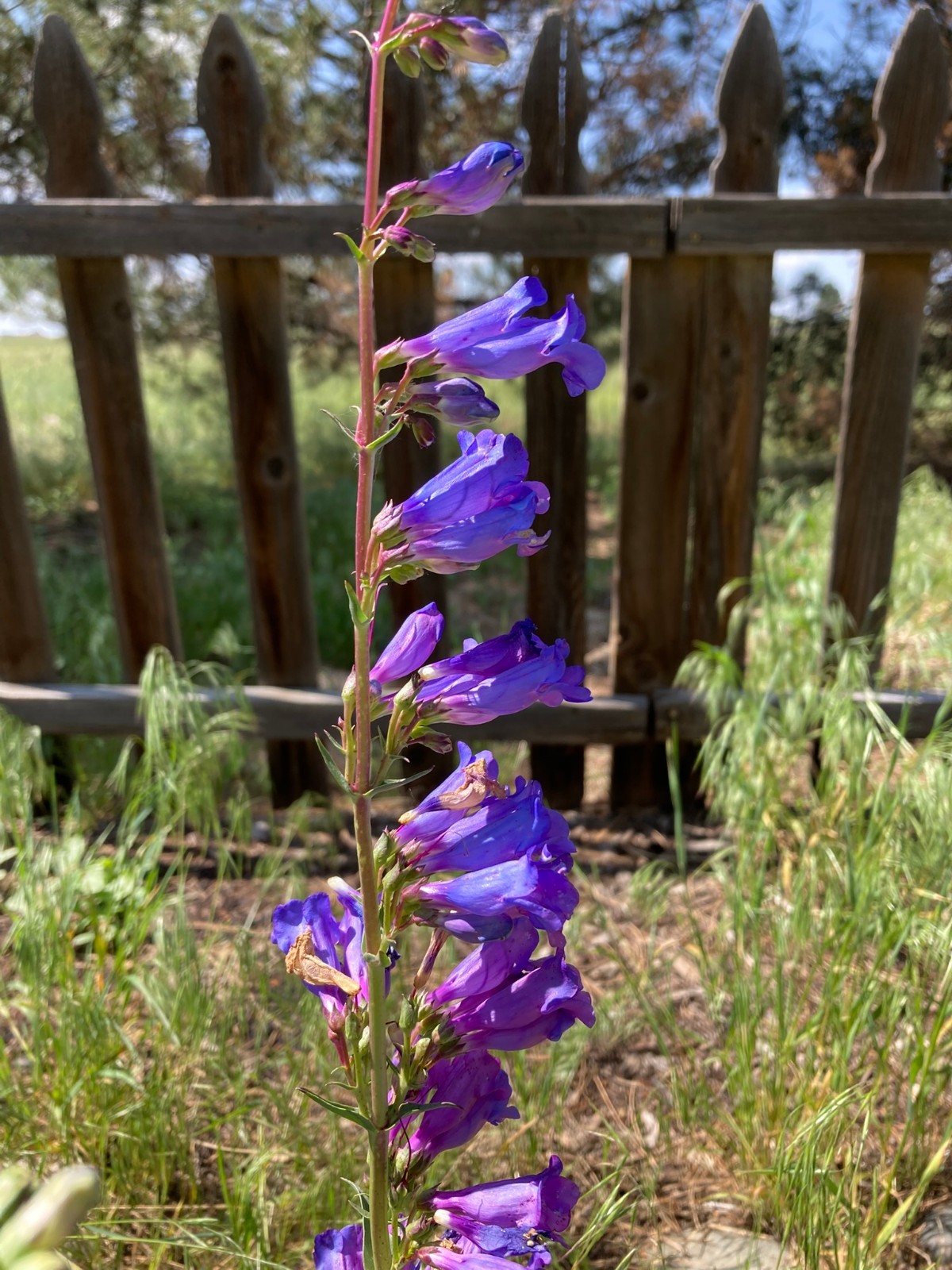 Penstemon humilis Seeds, Compact Temperate Blue Flowering Plant