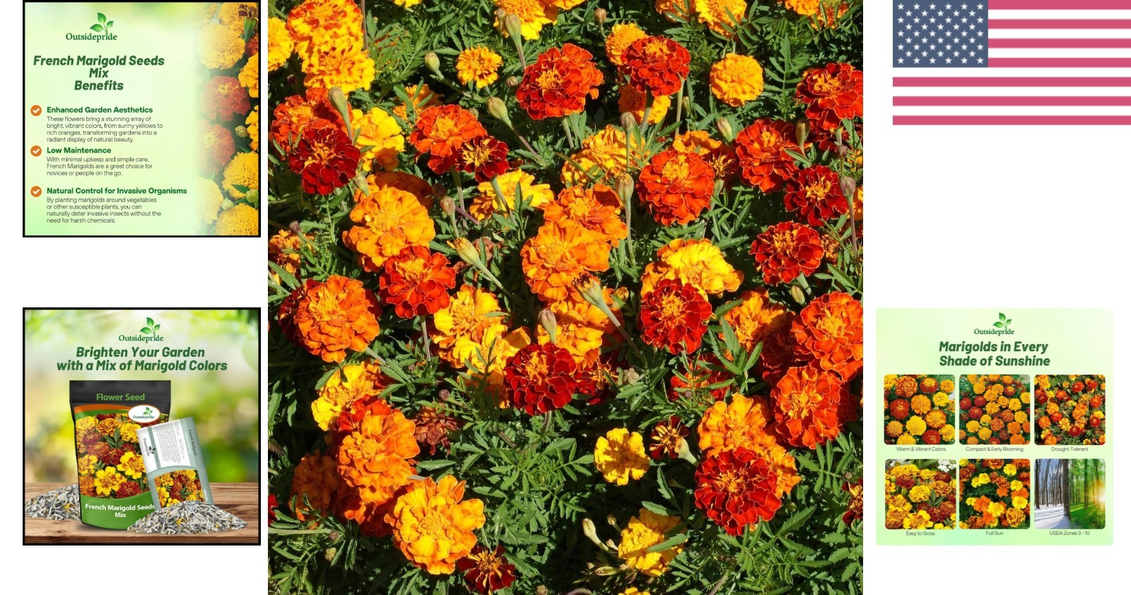 1/4 Lb French Marigold Seeds – Compact, Vibrant Blooms for Pollinator Gardens