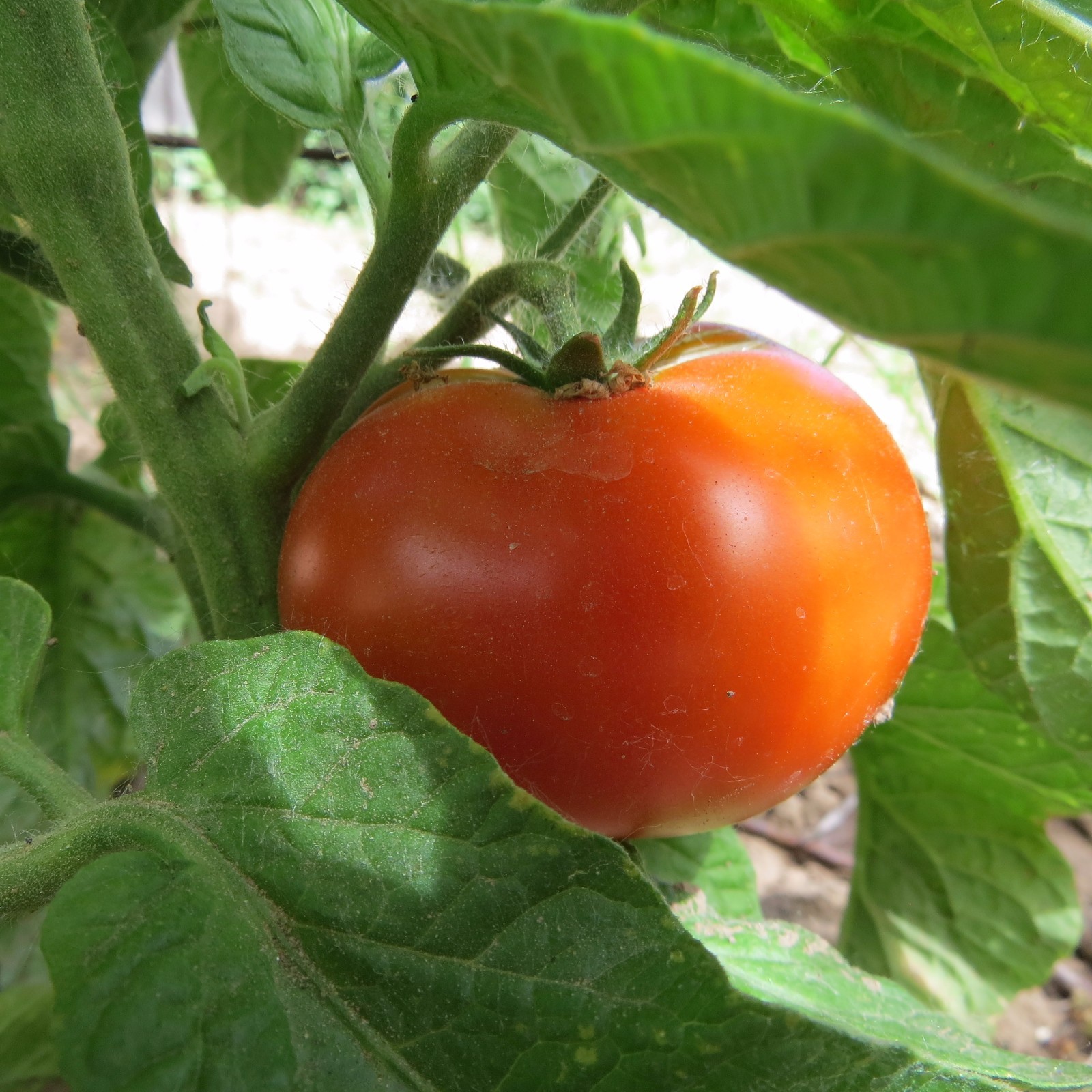 Cosmonaut Volkov – a reliable favorite well-adapted to cooler weather