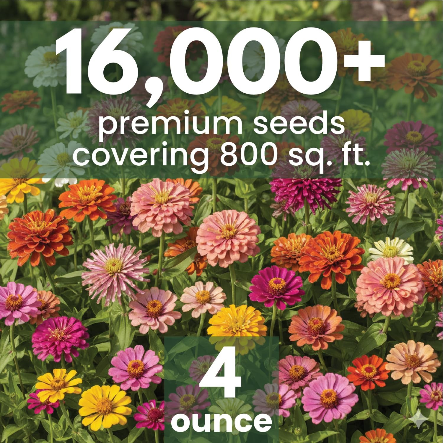 Zinnia Crazy Blend – 16,000 Seeds for Planting – 4 Ounce Pouch