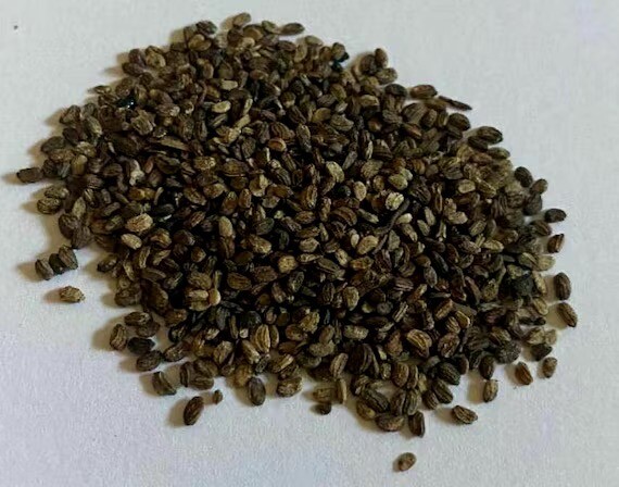 5 X Centella Asiatica Big Leaf Seed Gotu Kola Indian Pennywort Rau Má 350 Seeds