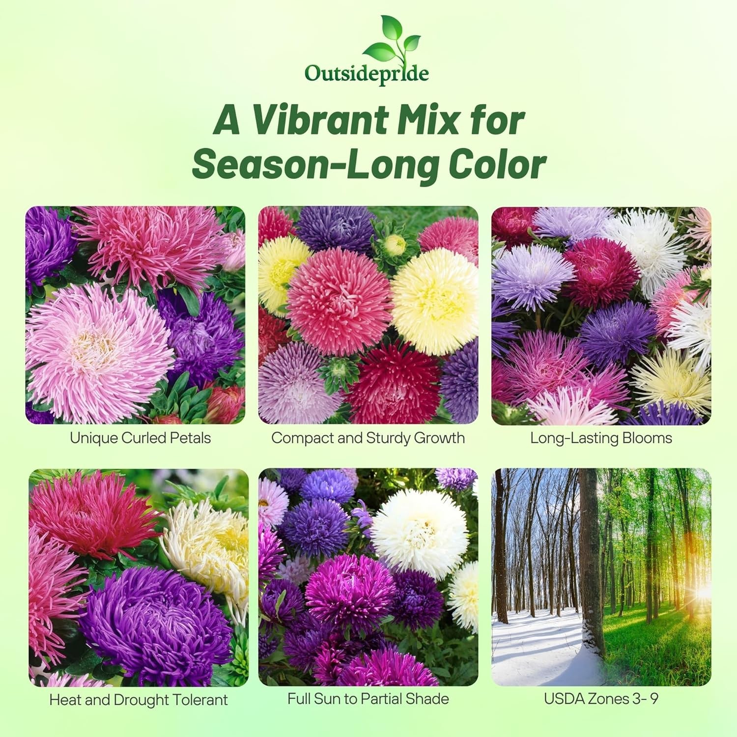 2000 Seeds Aster Seed – Aster Callistephus Gremlin Flower Seed Mix