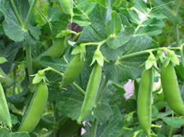 PEA SEED, SUGAR SNAP DADDY PEA, HEIRLOOM, NON GMO, 100+ SEEDS, PERFECT PEAS