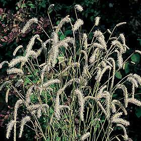 Sanguisorba tenuifolia Alba 100 seeds
