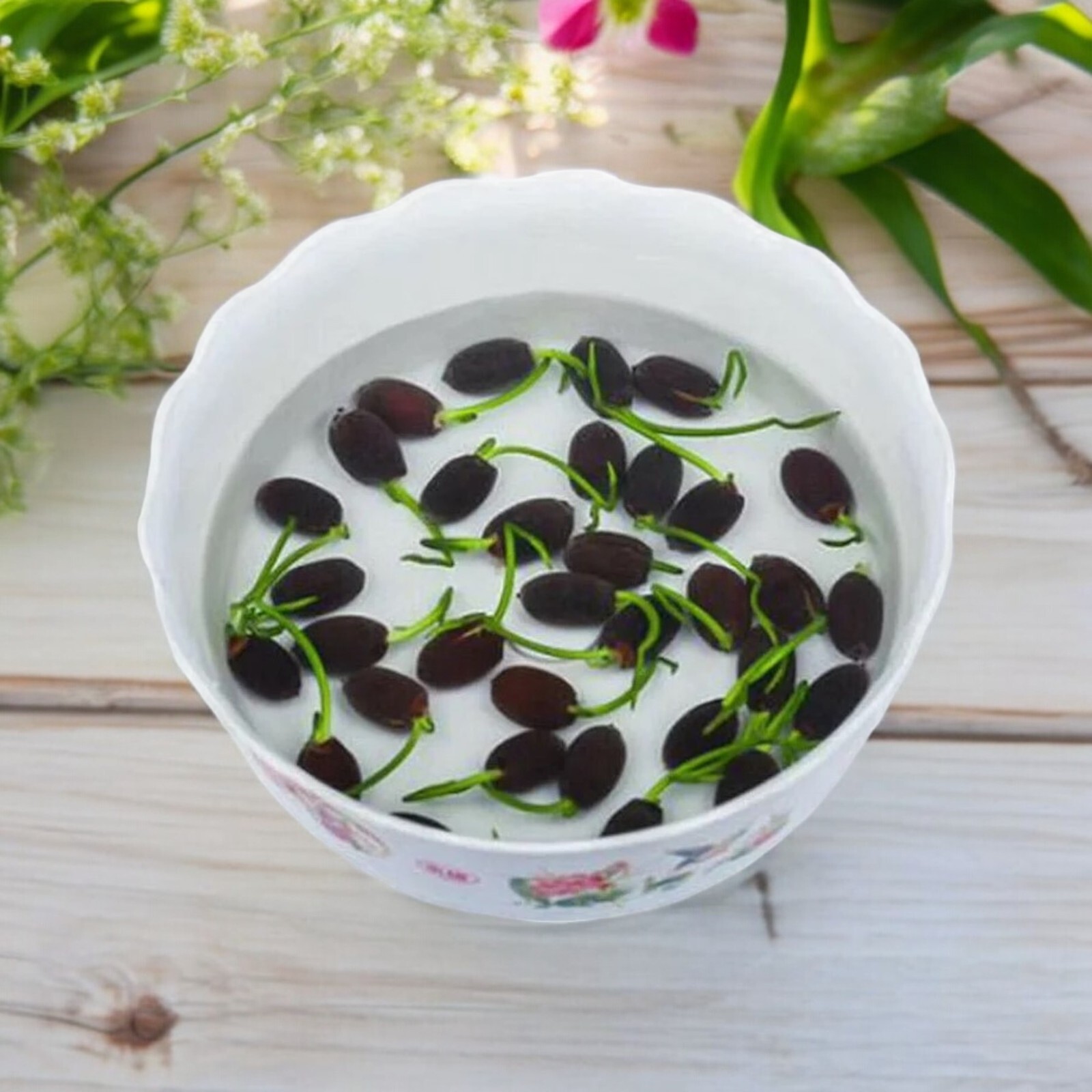 10pcs Germinated Lotus Seeds, Ready to Plant – Mixed Color Bonsai Bowl Lotus.