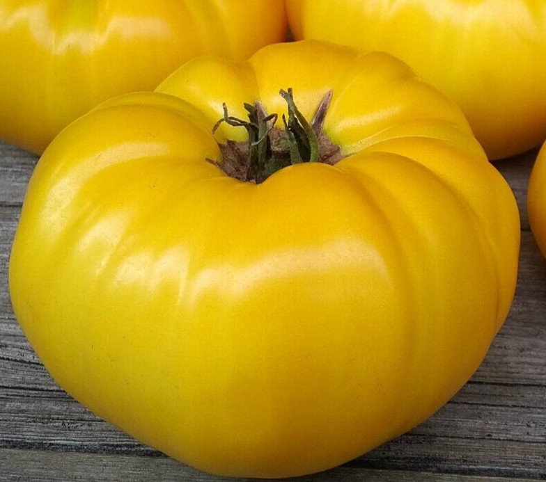 YELLOW BRANDYWINE TOMATO SEEDS 100+ indeterminate BEEFSTEAK VARIETY vegetables