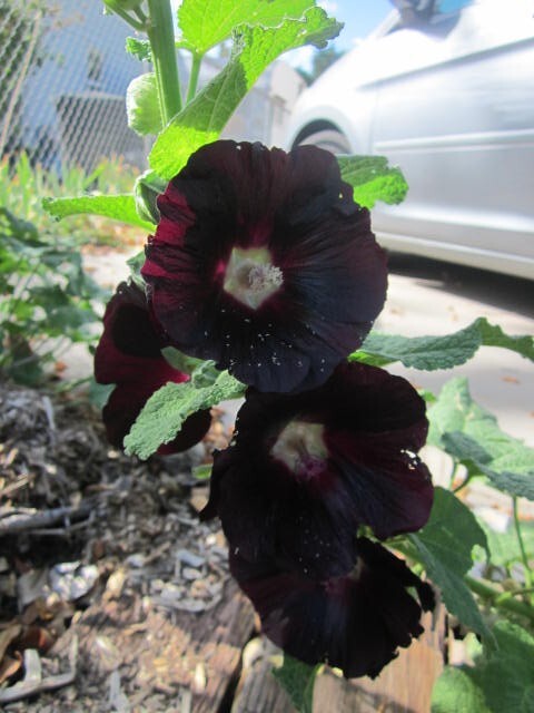 Black hollyhock – drought tolerant perennial edible ornamental – 100 seeds