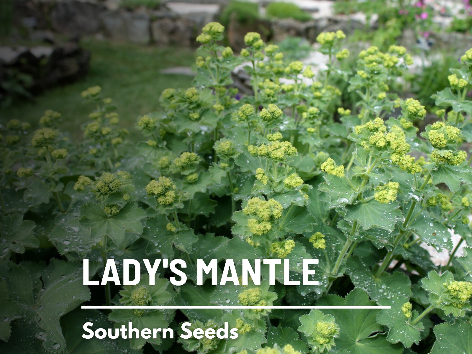 Lady’s Mantle – Irish Silk – 50 Seeds – Medicinal Herb Seeds – Non-GMO