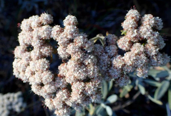 Eriogonum arborescens | Santa Cruz Island Buckwheat | 50 Seeds