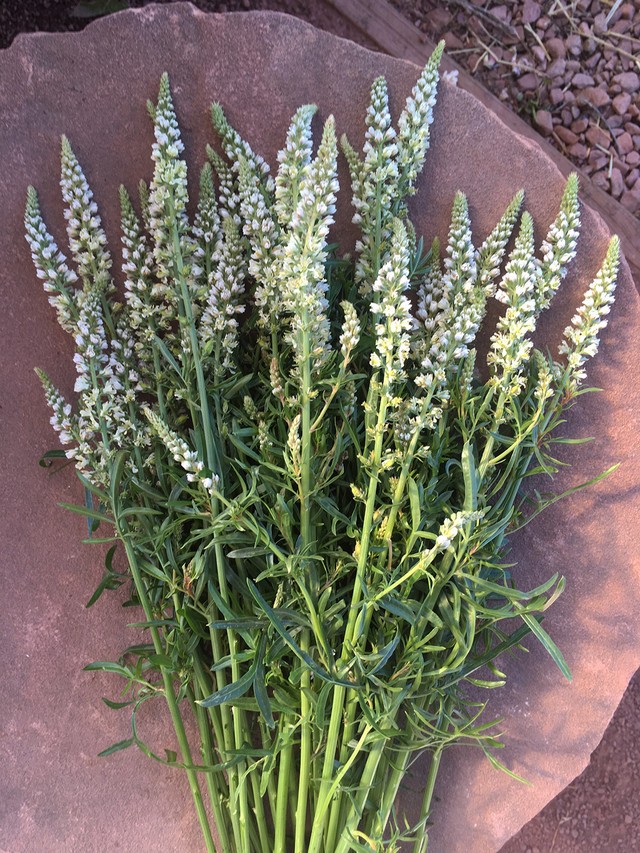 Sweet White Mignonette Reseda odorata Flower Seeds Free Shipping!