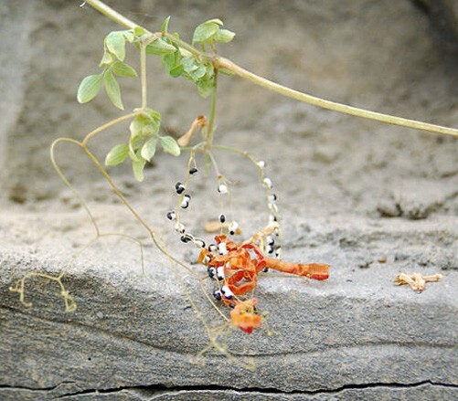 Dactylicapnos scandens | Climbing Bleeding Heart | 20 Seeds