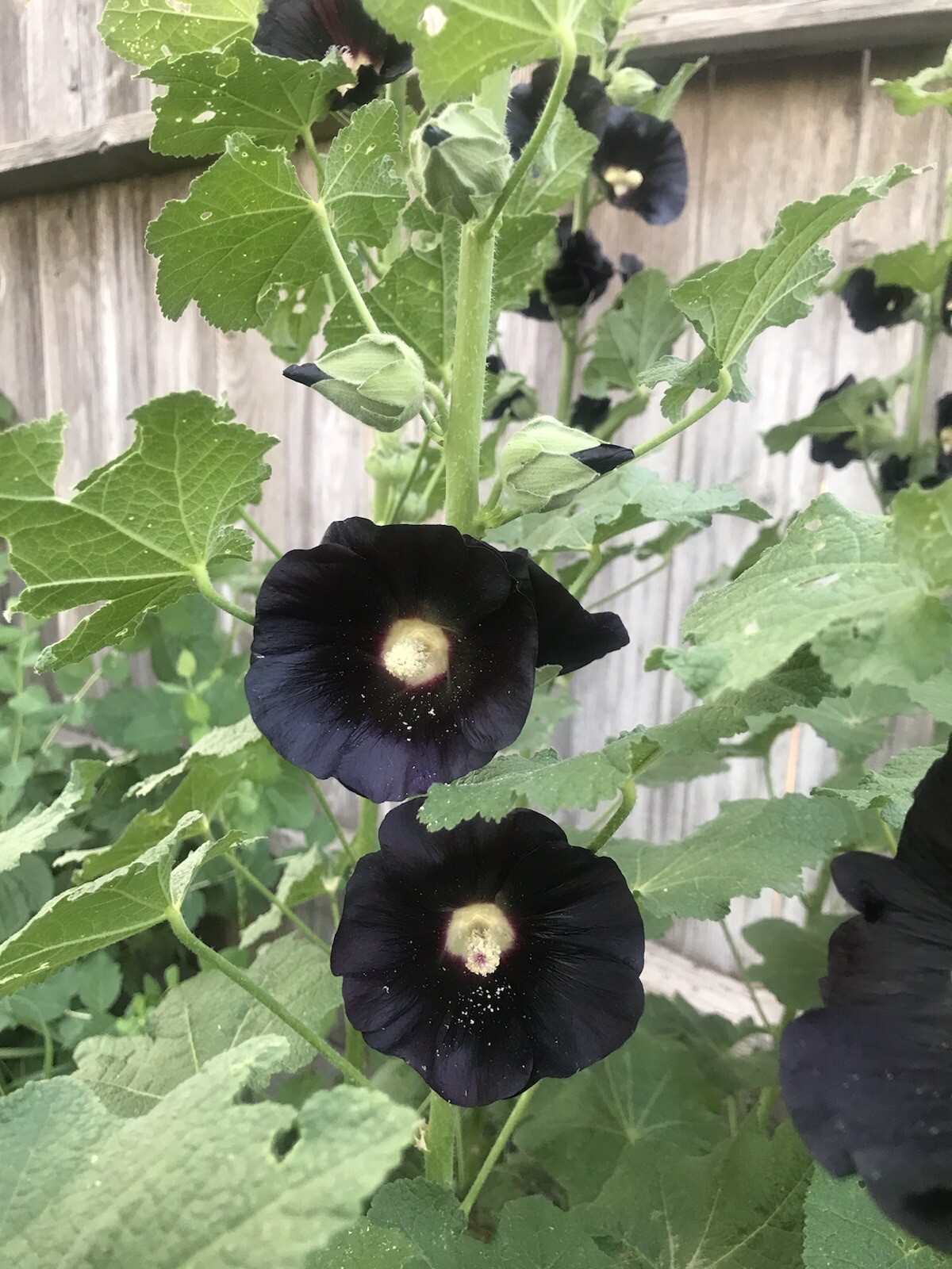 25 Hollyhock SEEDS BLACK DARK PURPLE “the Watchmen” Heirloom￼￼ Variety Seeds