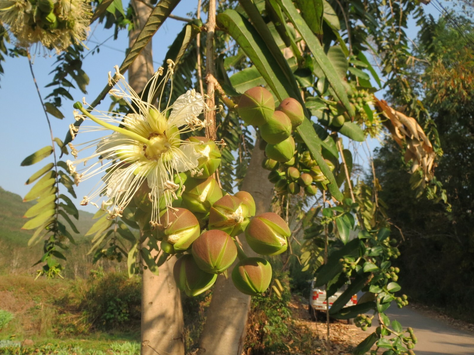 Duabanga Grandiflora Tropical Tree 100+ Seeds, Large Flowers