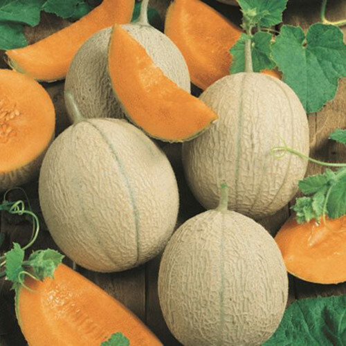 50 HEARTS OF GOLD MELON SEEDS FRESH GARDEN NON – GMO US SELLER