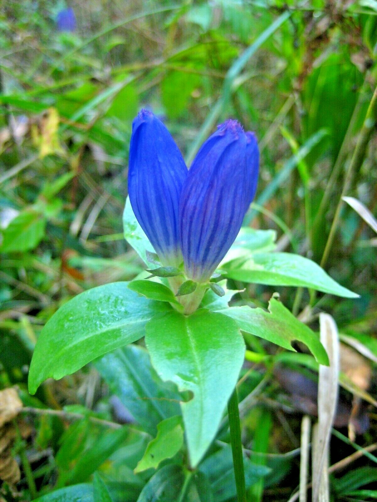 300+BOTTLE GENTIAN Seeds Perennial Native Wildflower Shade Garden Pato Container