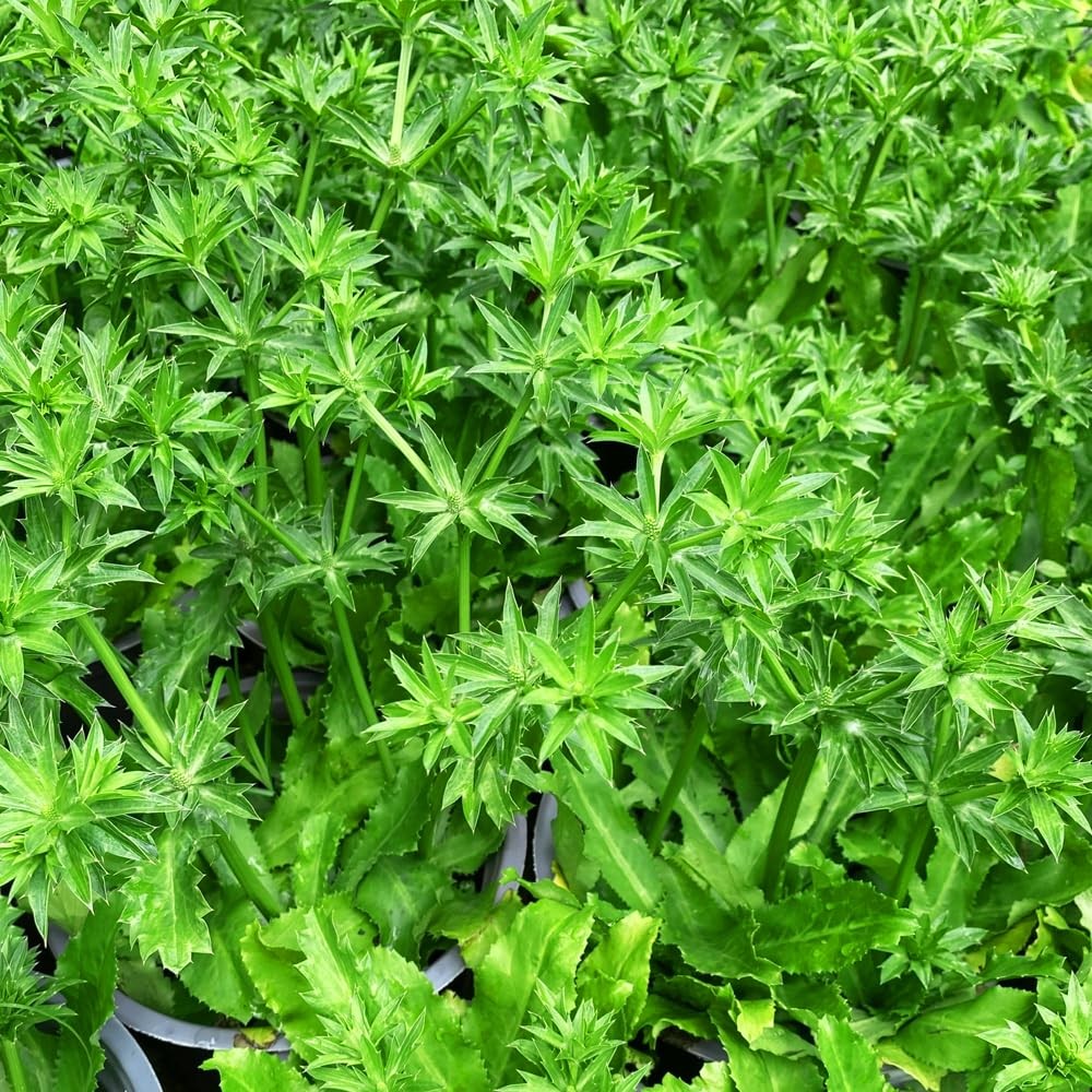 Premium Culantro Seeds – 3,000+ Non-GMO Heirloom – High-Yield, Green