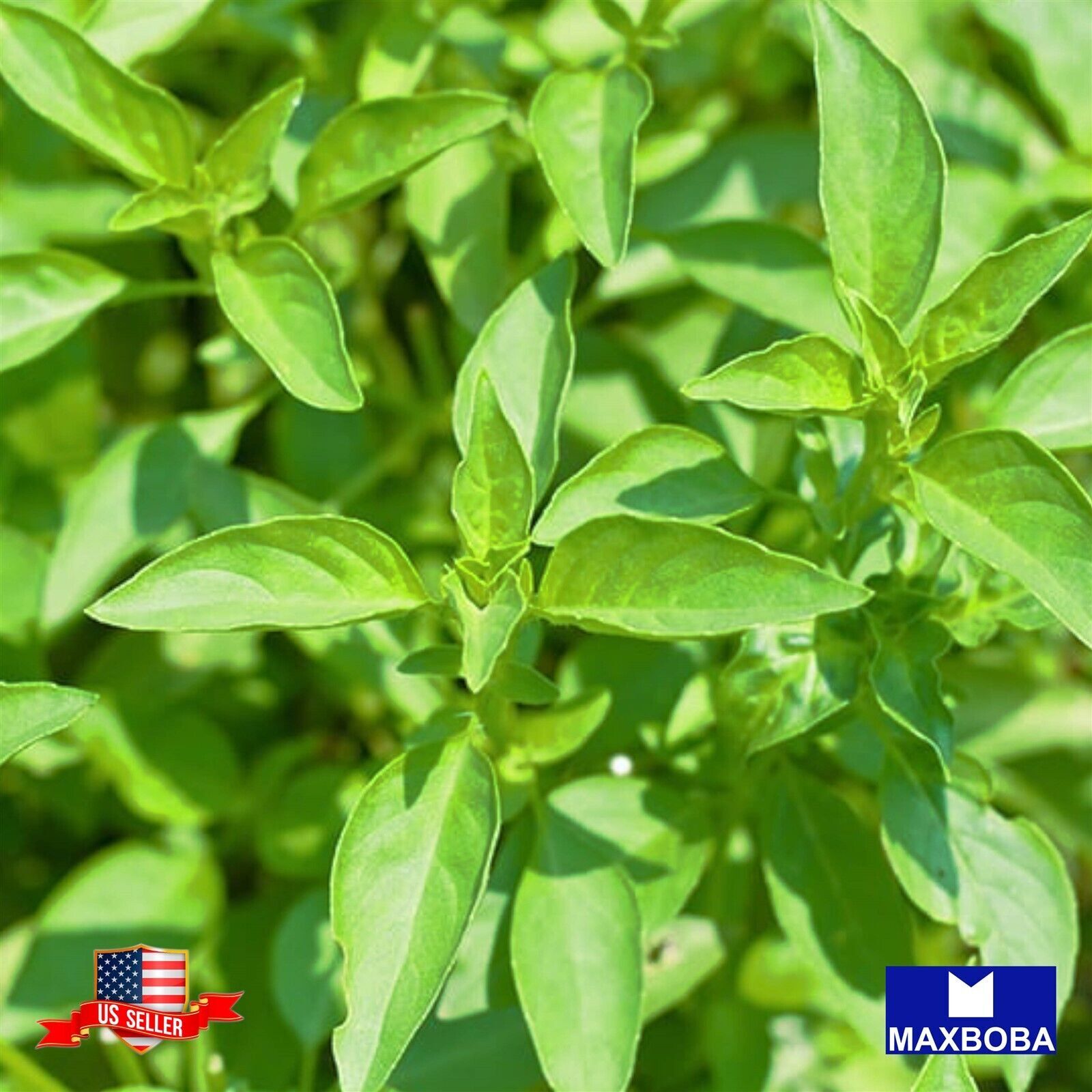 600 Basil Herb Seeds – Lemon Non-GMO Heirloom Garden BOGO 50% OFF