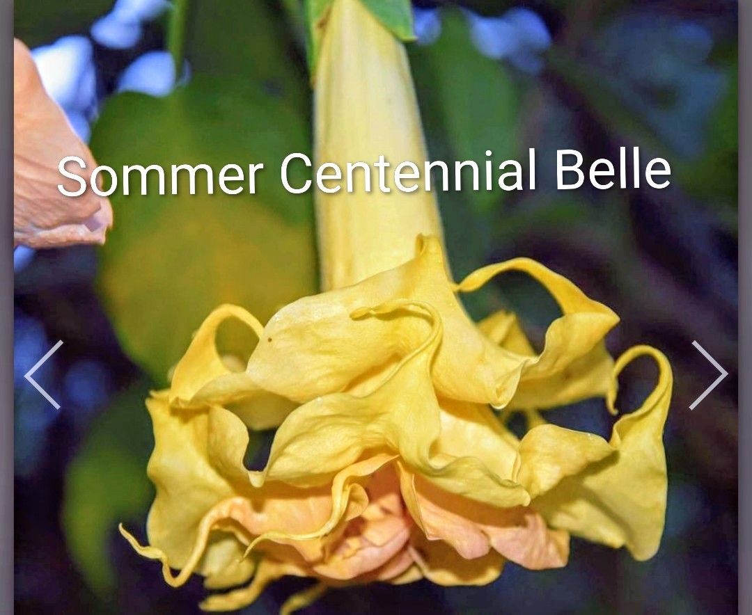 Brugmansia Bundle Angel Trumpets (Fred Sommers)