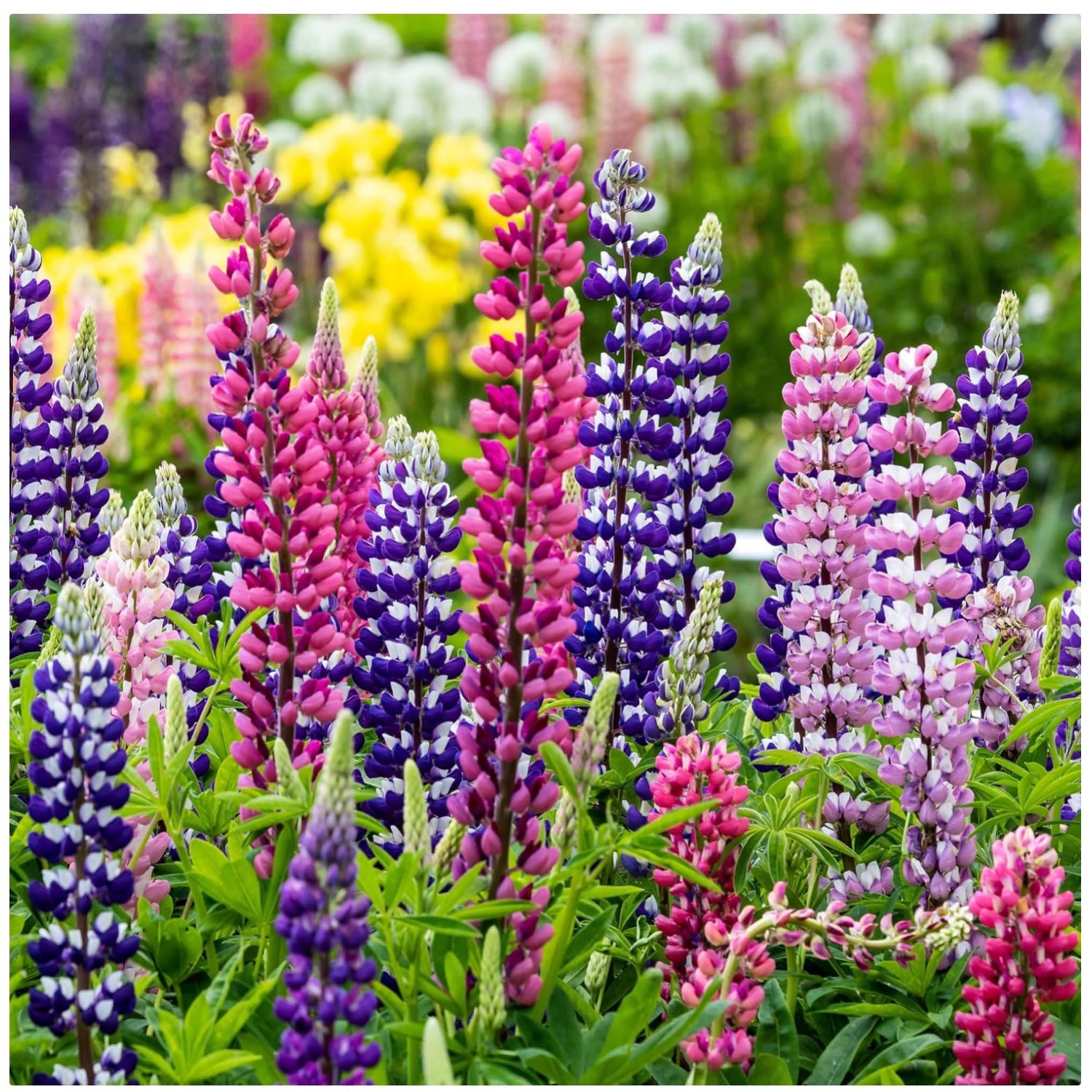 Mixed Lupine Wildflower Seeds – Perfect for Outdoor Gardens