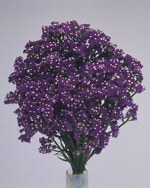 Statice Fortress Dark Blue 500 seeds