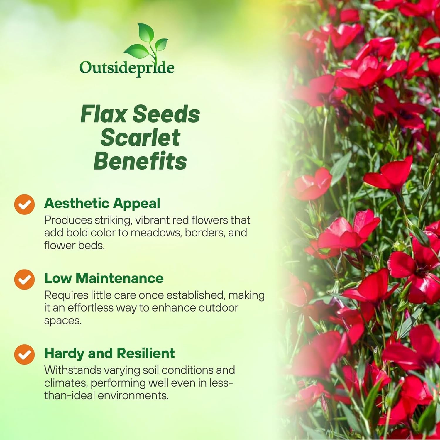 1 LB Drought Tolerant Linum Rubrum Scarlet Flax Wildflower Seed