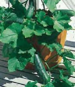Cucumber Spacemaster 80 Bush 500 seeds