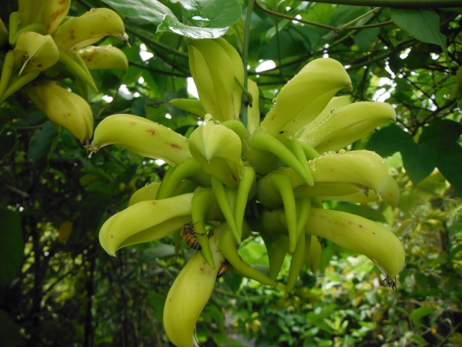 MUCUNA SLOANEI, YELLOW JADE VINE – Rare-3 cuttings, no roots