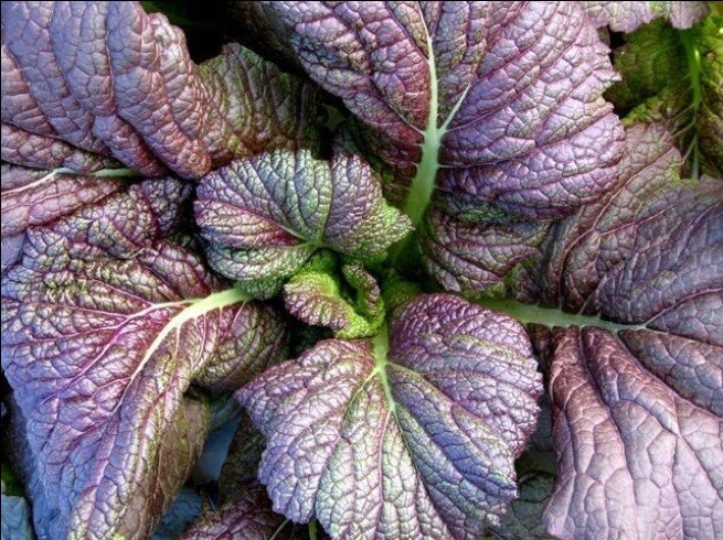 Red Giant Mustard 150 – 20K Seeds (Chinese) Heirloom salads Greens Spicy