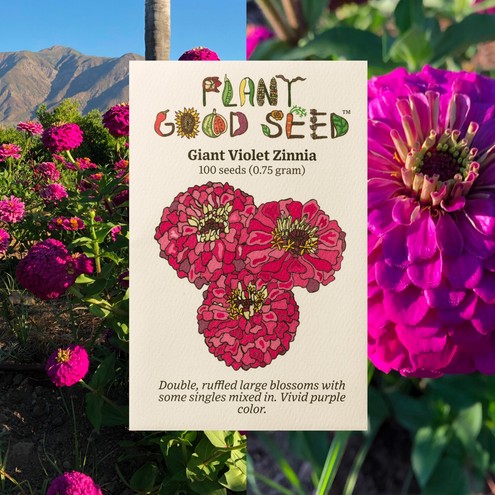 Benary’s Giant Violet Zinnia Flower Seed Packet: Organic Grown in USA Bulk Sizes