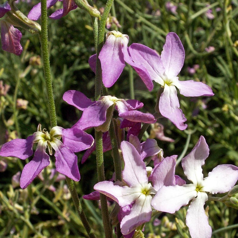 Evening Scented Stock Seeds 1000+ Flower Mathhiola Longipetala USA FREE S&H