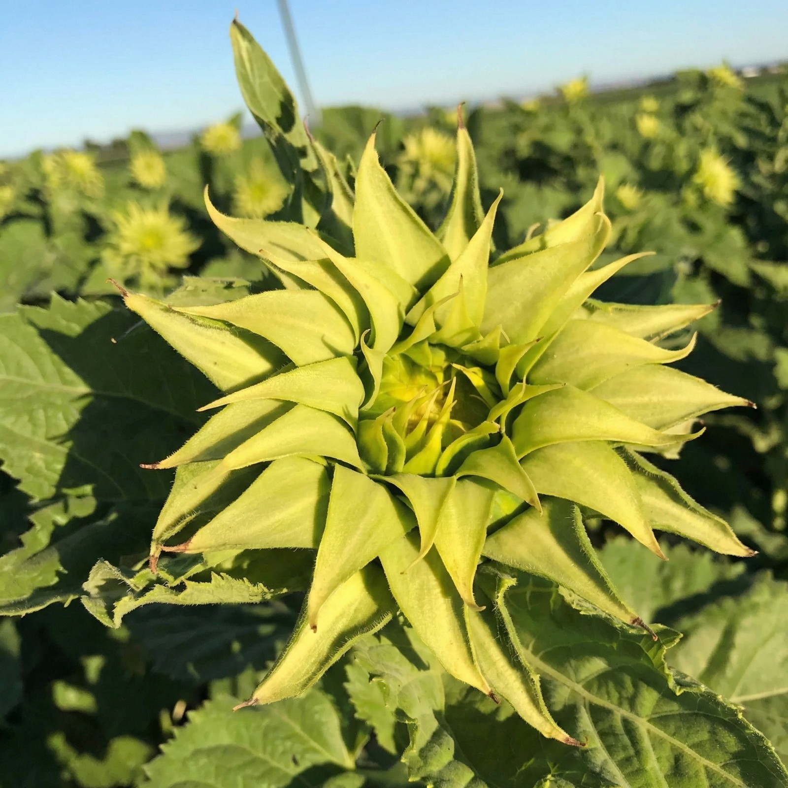 Sunflower SunFill Green F1 Florist Bouquet Filler Pollen-Free Non-GMO 25 Seeds