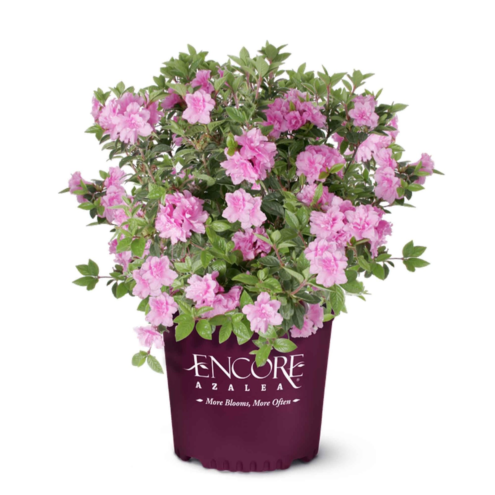 Perfect Plants Encore Autumn Carnation Azalea in 3 Gallon Pot | Live Evergree…