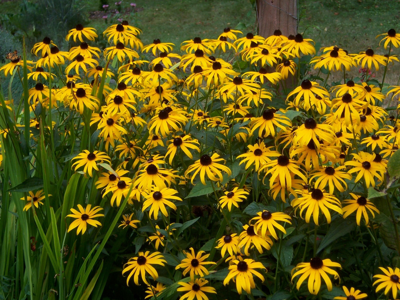 Black Eyed Susan Seeds – 250 Seeds!