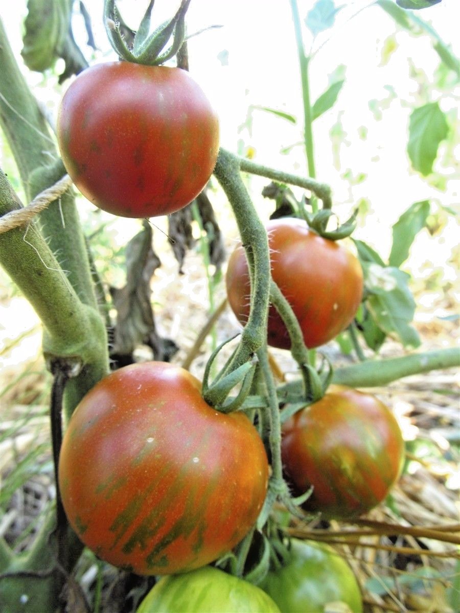 Guernsey tomato seeds non-gmo heirloom open pollinated