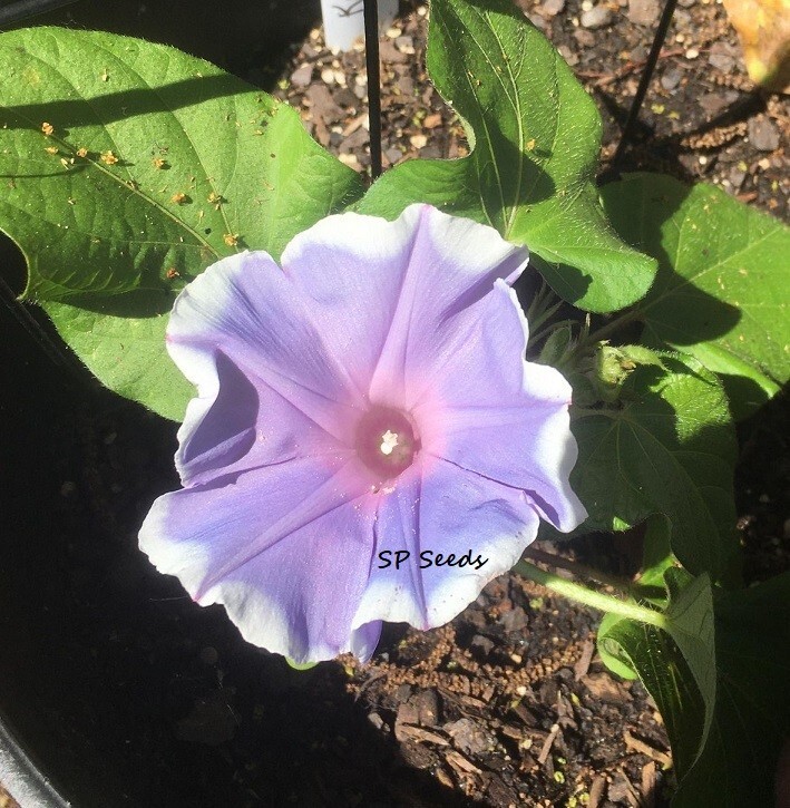 Kawaii Light Blue – Japanese Morning Glory – ipomoea NIL – 6 seeds – Creeper