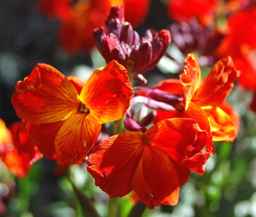 WALLFLOWER ENGLISH Cheiranthus Cheiri – 5,000 Bulk Seeds