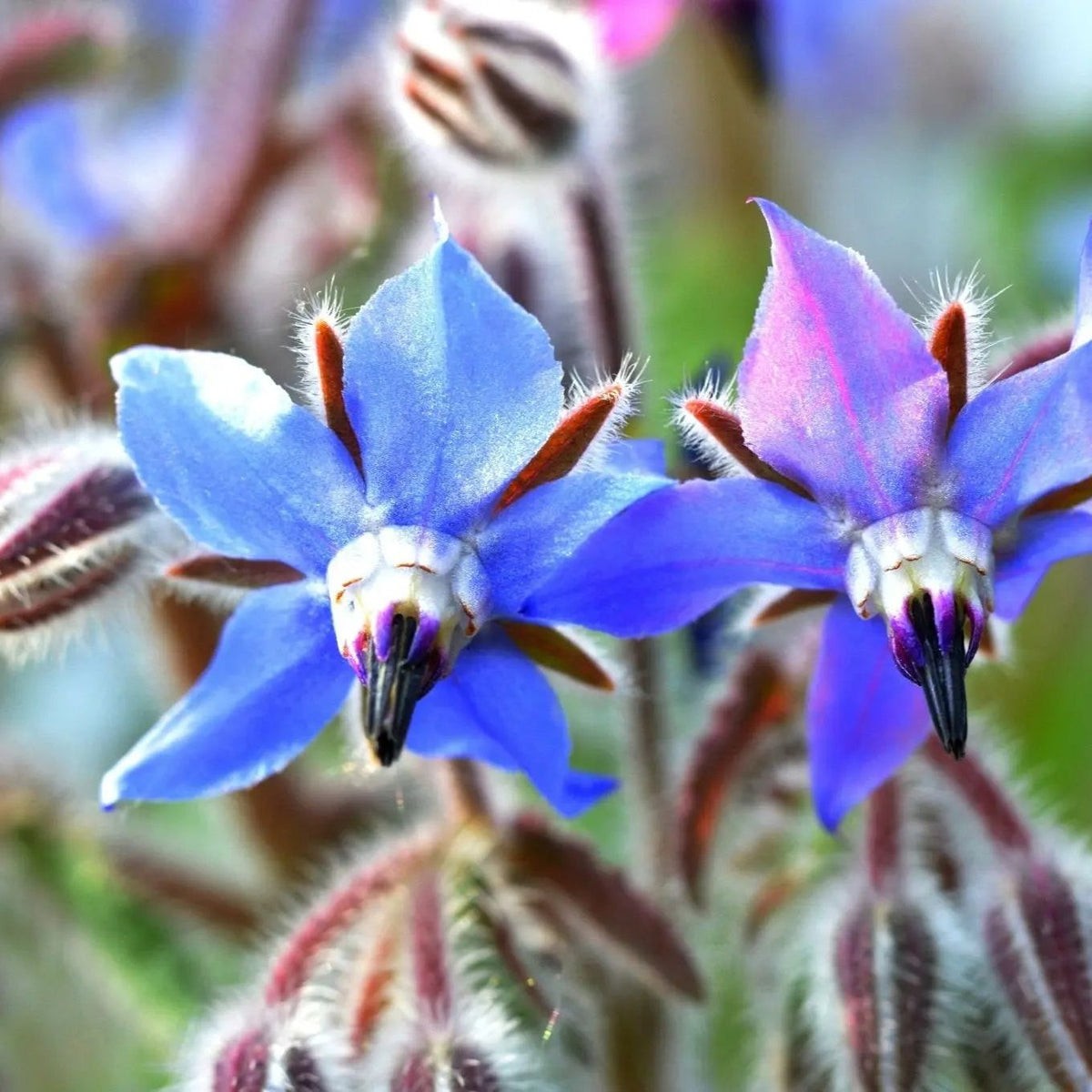 Blue Star Borage Flower/Herb Seeds. 100 Seeds. Free Shipping!