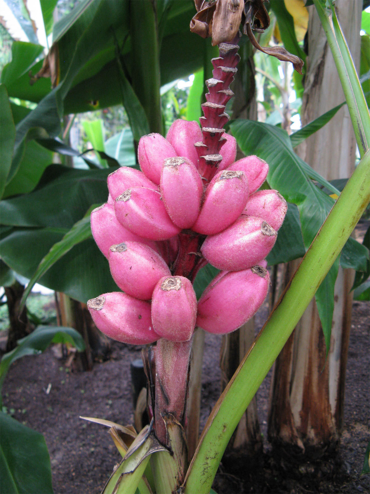 Musa velutina | Hairy Pink Banana | 10_Seeds