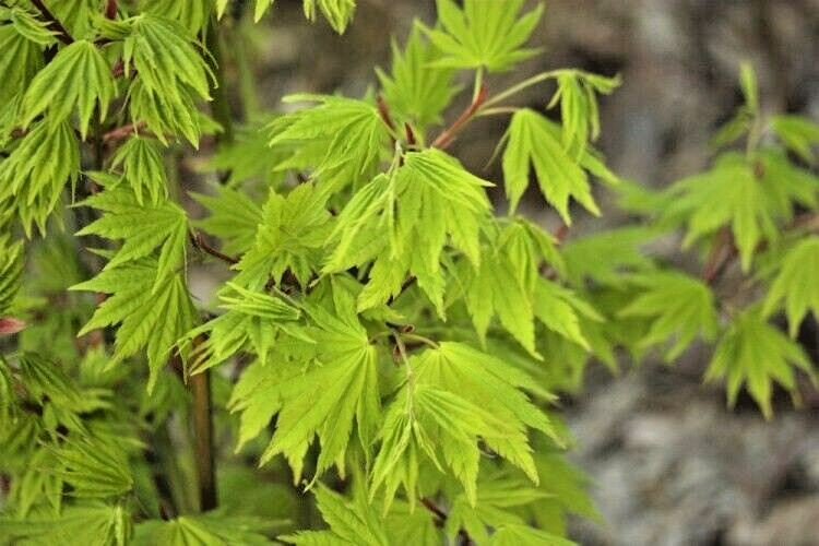 15 AUTUMN GLORY JAPANESE MAPLE SEEDS – Acer palmatum ‘Autumn Glory’