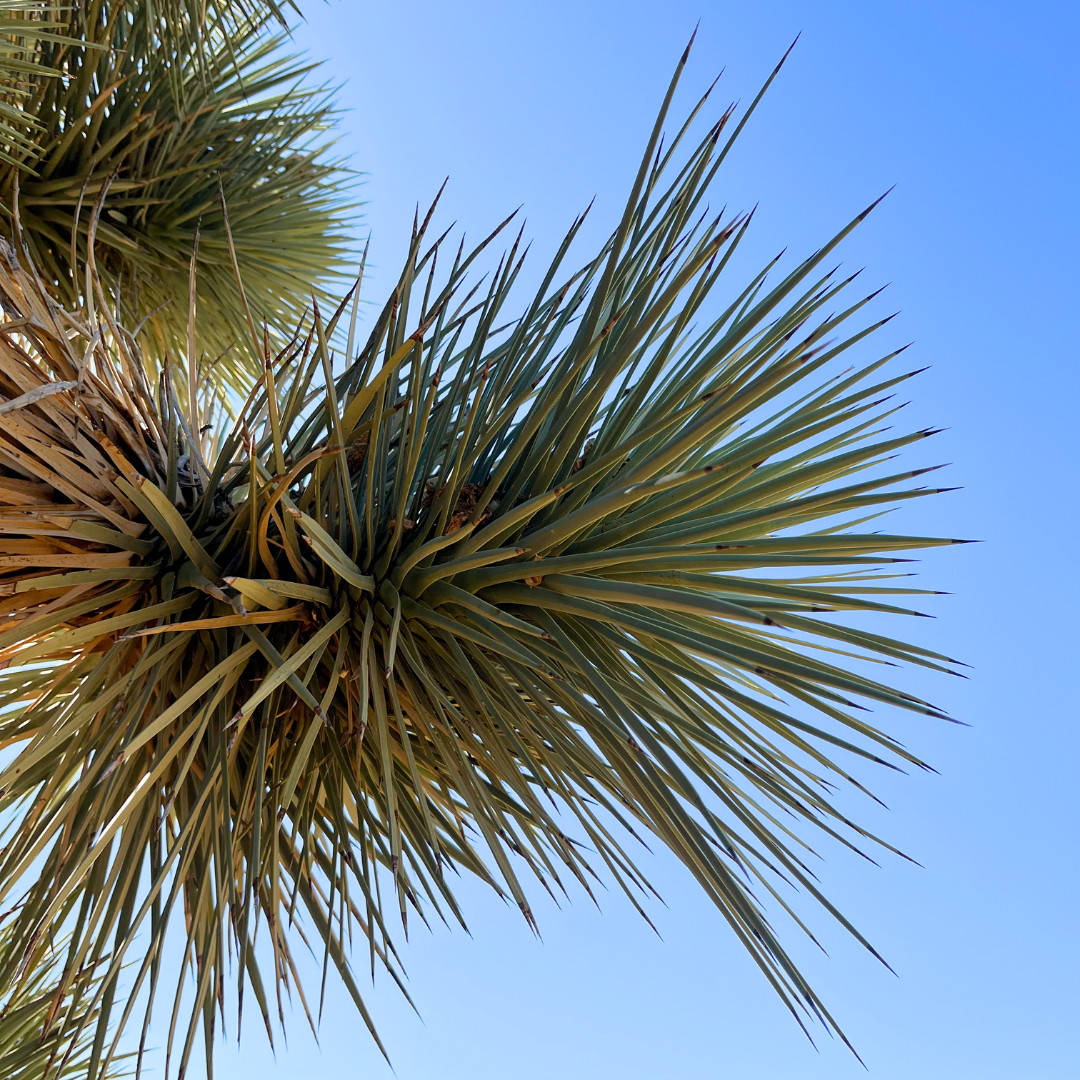Organic Wild Foraged California Joshua Tree Seeds (Yucca Brevifolia)