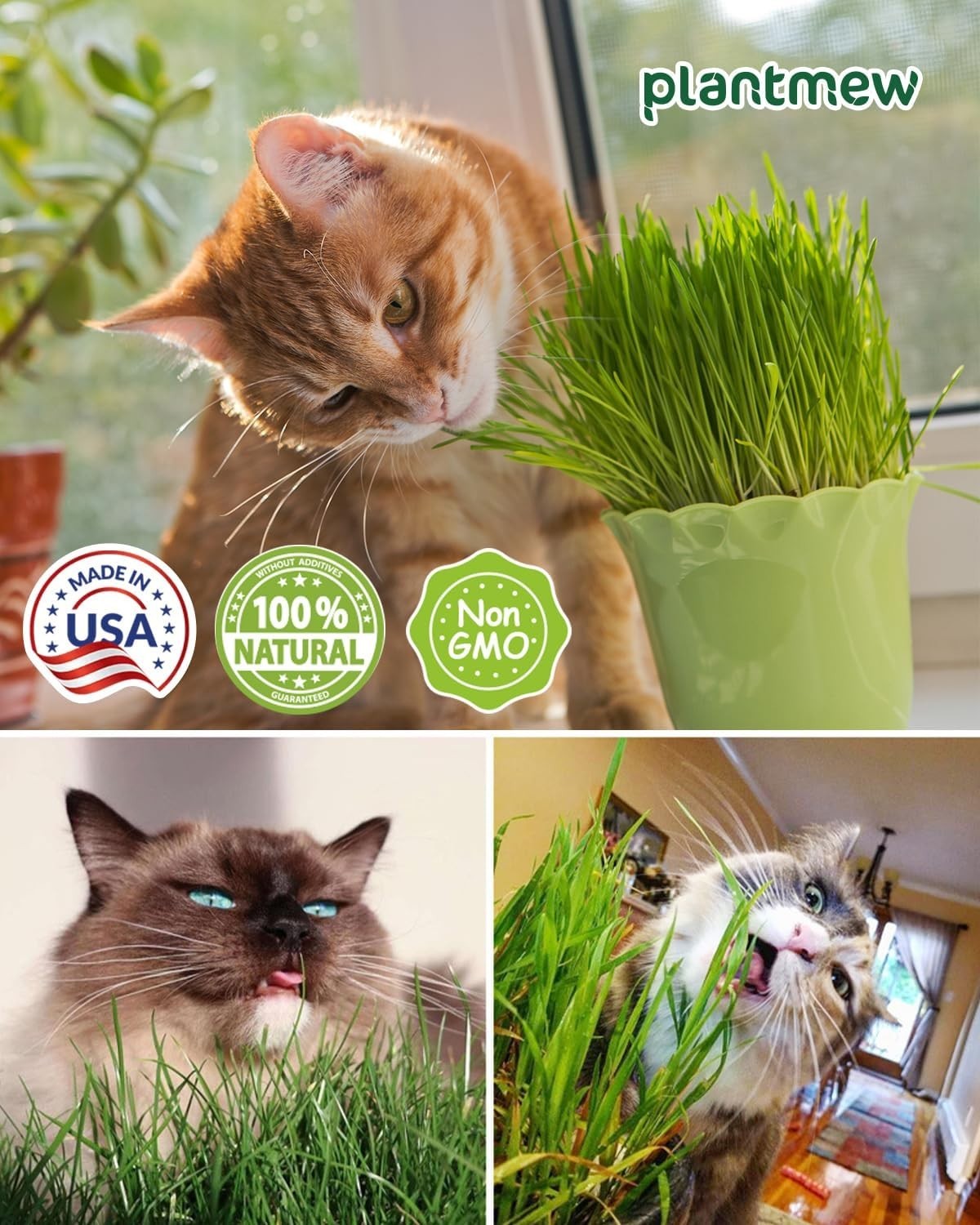 Wheat Grass for Cats – 3-Pack Seed Kit for Quick Germination & Digestive Health